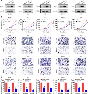 Corrigendum: Epigenetic-mediated downregulation of zinc finger protein 671 (ZNF671) predicts poor prognosis in multiple solid tumors